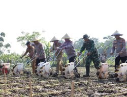 Dukung Ketahanan Pangan, Polda Banten Laksanakan Penanaman Jagung Kuartal II