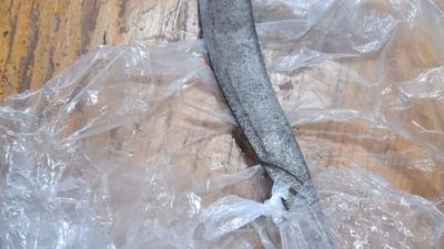 Unit Lantas Cengkareng Tangkap terduga pelaku Curas Bersenjata Tajam di Ring Road Rawa Buaya, Satu terduga pelaku Diamankan