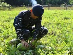 Lanal Sibolga Laksanakan Panen Raya Semangka di Labuhan Angin Kabupaten Tapanuli Tengah