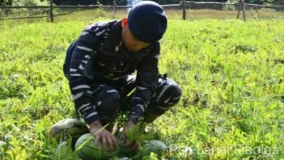 Lanal Sibolga Laksanakan Panen Raya Semangka di Labuhan Angin Kabupaten Tapanuli Tengah