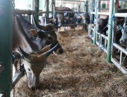 Jelang Idul adha, PELNI Angkut 825 Ekor Sapi dari Kupang ke Jakarta