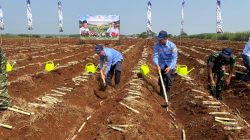 PPAL Ambil Bagian Dalam Gerakan Tanam Tebu Serentak Nasional di Subang