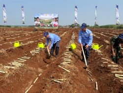 PPAL Ambil Bagian Dalam Gerakan Tanam Tebu Serentak Nasional di Subang