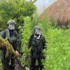Langkah Tegas Demi Masa Depan Papua: 5.000 Batang Ganja Berhasil Diungkap Koops TNI Habema