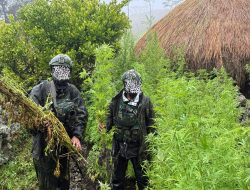 Langkah Tegas Demi Masa Depan Papua: 5.000 Batang Ganja Berhasil Diungkap Koops TNI Habema
