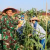Panen Raya Serentak, Danlanal Dumai Perkuat Ketahanan Pangan Nasional Melalui Hasil Panen Jagung dan Ketela Pohon