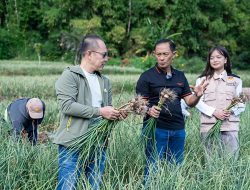 Satgas Pangan Polri Perkuat Swasembada Bawang Putih, Lahan Tanam di Sembalun Capai 534 Hektare
