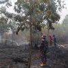 Respons Cepat, Lanal Banjarmasin Bersama Tim Gabungan Lokalisir Karhutla di Guntung Damar