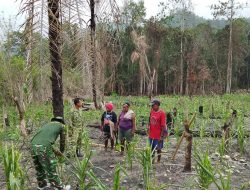 Berikan Penyuluhan Pertanian, Satgas TMMD ke-130 Dorong Kemandirian Pangan Warga Yamboi